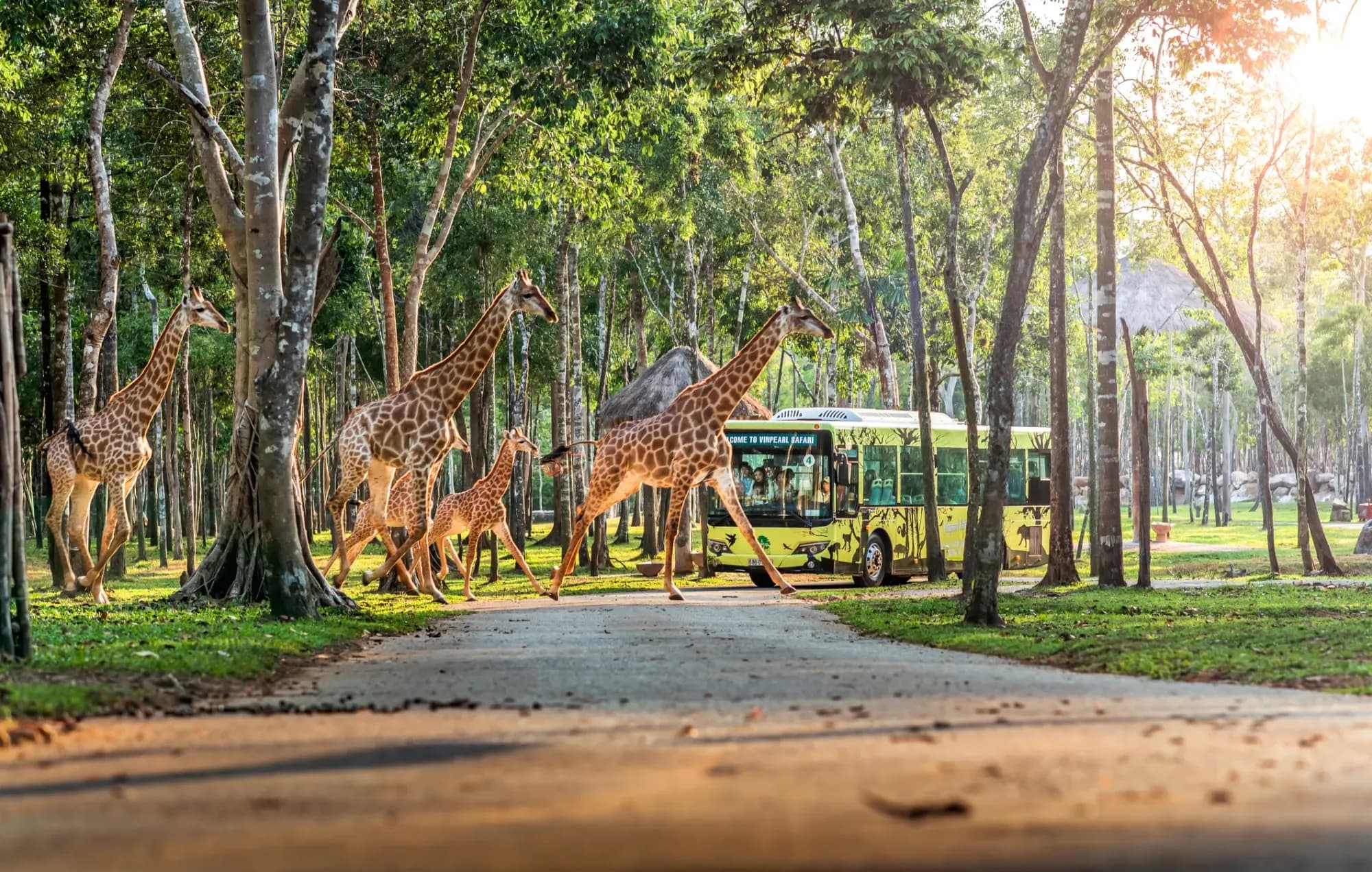 Khu safari